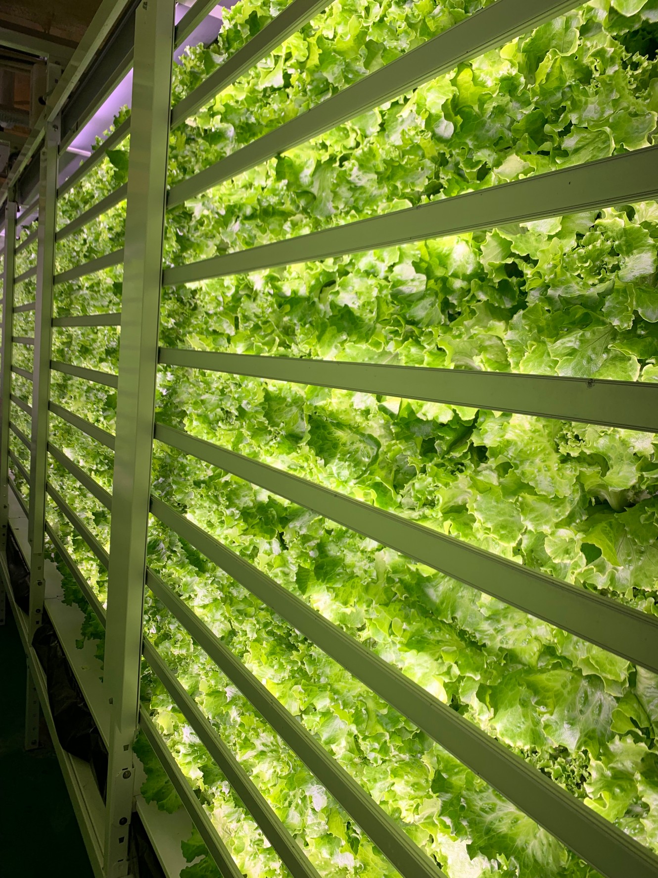 完全人工光型植物工場の栽培棚
